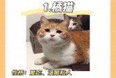 安卓猫咪游戏攻略，猫咪游戏game游戏平台？