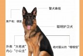 牧羊犬的工作原理揭秘