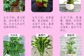 室内绿植花卉种植价位详解