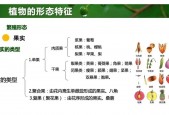 扇子状花卉，舞动自然之美，繁花似锦的魅力