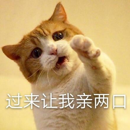 变成猫的日子攻略，变成了猫小说？  第1张