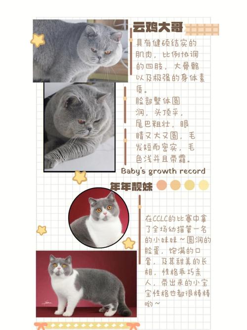 变成猫的日子攻略，变成了猫小说？  第2张