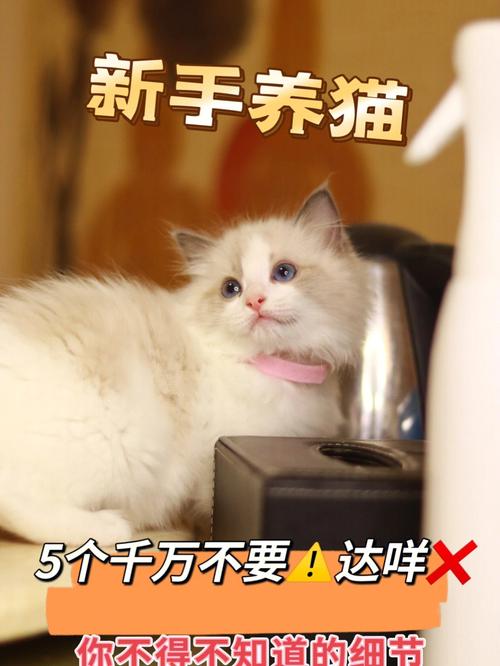 变成猫的日子攻略，变成了猫小说？  第5张