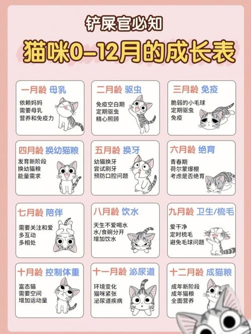 天猫最新养猫攻略？天猫养猫攻略2021？  第4张