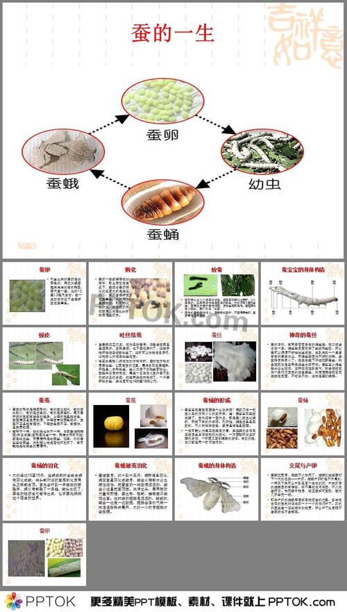 澳门最精准正最精准龙门蚕，精选解释落实一个神秘的场景_V81.12.27  第3张