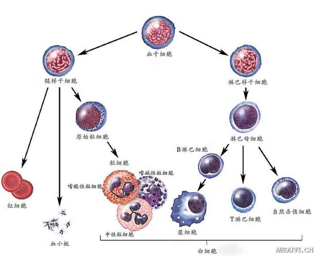 生命方舟是什么医院？生命方舟是哪家医院？  第1张