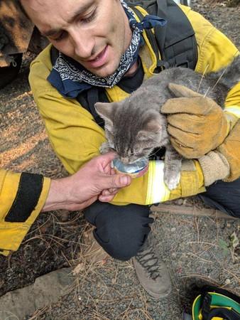 洛克王国小游戏猫咪救援行动怎么玩？宠物营救洛克王国？  第2张