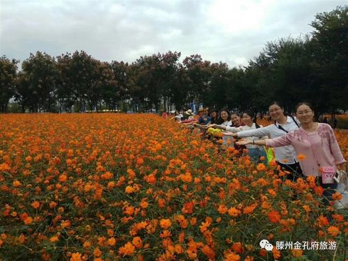 黄旭华遗照前的潜艇花海，特别致敬的独特表达  第2张