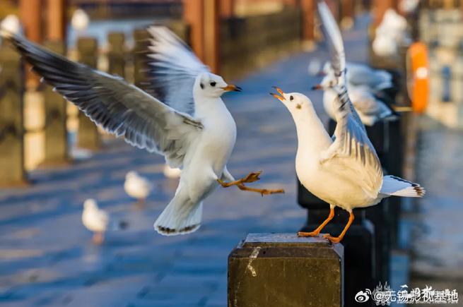 烟台雪中赏鸥，冬日美景如画行赏之旅  第2张