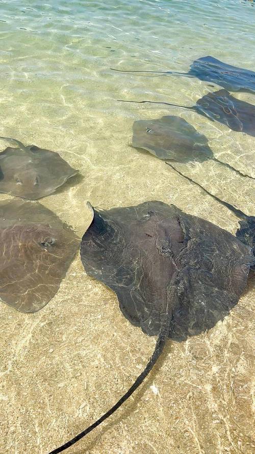 西班牙海域罕见魔鬼鱼被发现，神秘生物的探索之旅  第2张