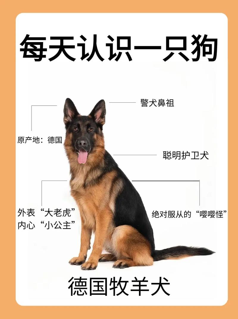 牧羊犬的工作原理揭秘  第1张