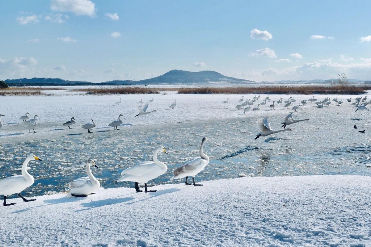 雪后威海，银装素裹的宁古塔之美  第1张