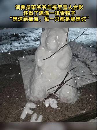 烟台海滨奇观，雪鸭子占领石墩的乐园  第1张