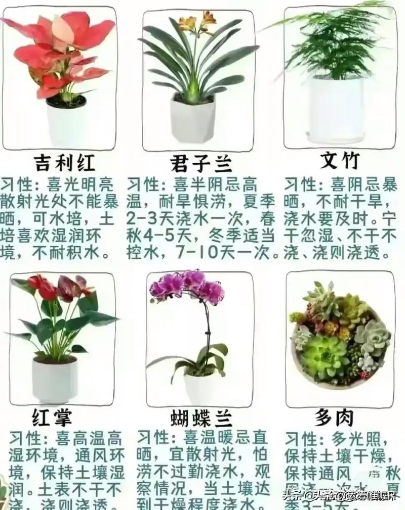 浦东花卉绿植租摆标准  第3张