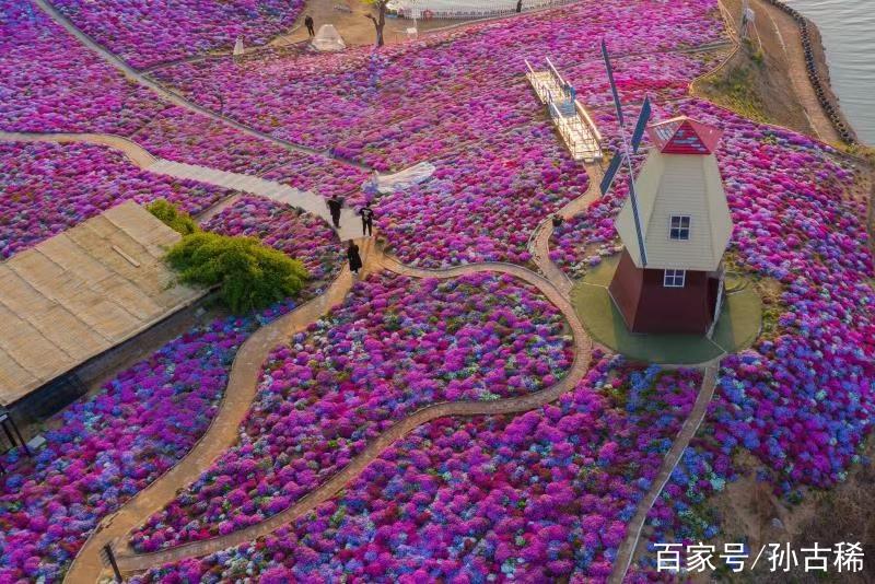 沙漠中的生命奇迹，沙淤花卉  第2张