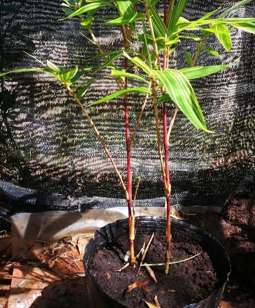 沙漠中的生命奇迹，沙淤花卉  第3张