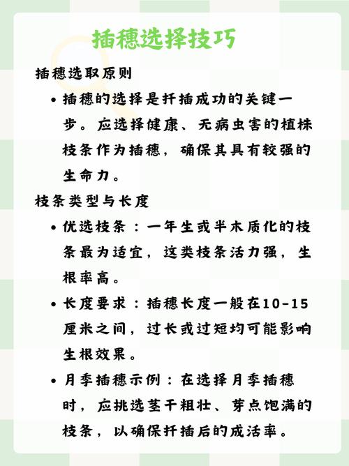 三角梅花卉的繁殖技巧详解  第1张