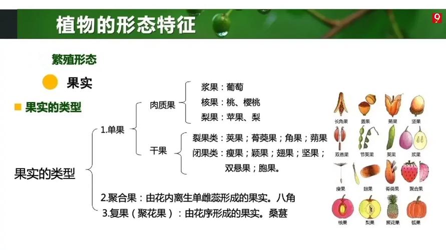 扇子状花卉，舞动自然之美，繁花似锦的魅力  第1张