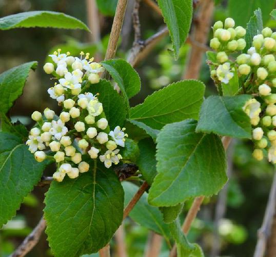 日本荚蒾，非球根花卉的植物分类与特征解析  第1张