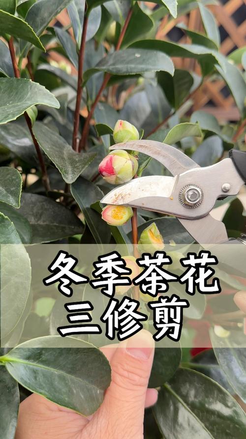 栖霞区花卉修剪技术详解  第3张