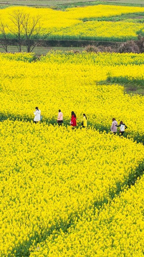 新郎走油菜花路接亲，浪漫与经济的完美结合  第1张