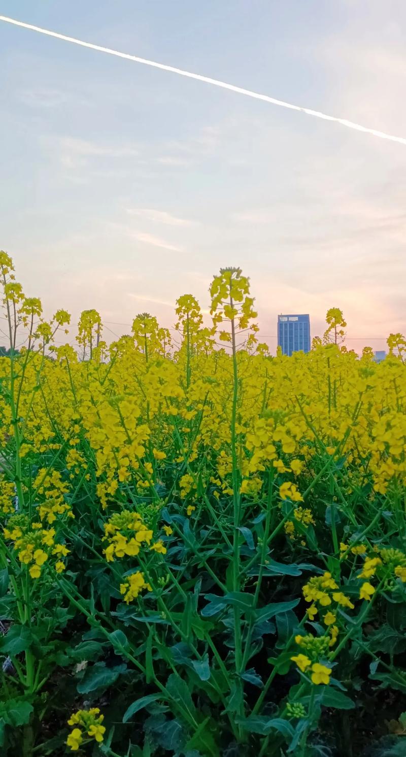 新郎走油菜花路接亲，浪漫与经济的完美结合  第2张