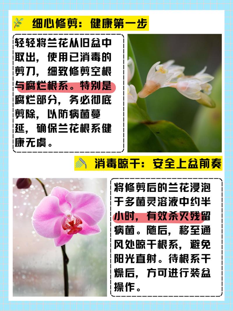 有效预防花卉烂根的方法与技巧  第2张