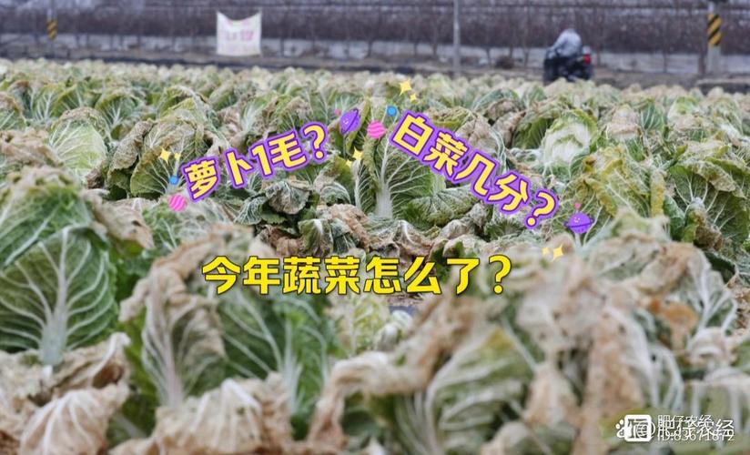 市场供需变化下的蔬菜价格大跳水分析  第2张