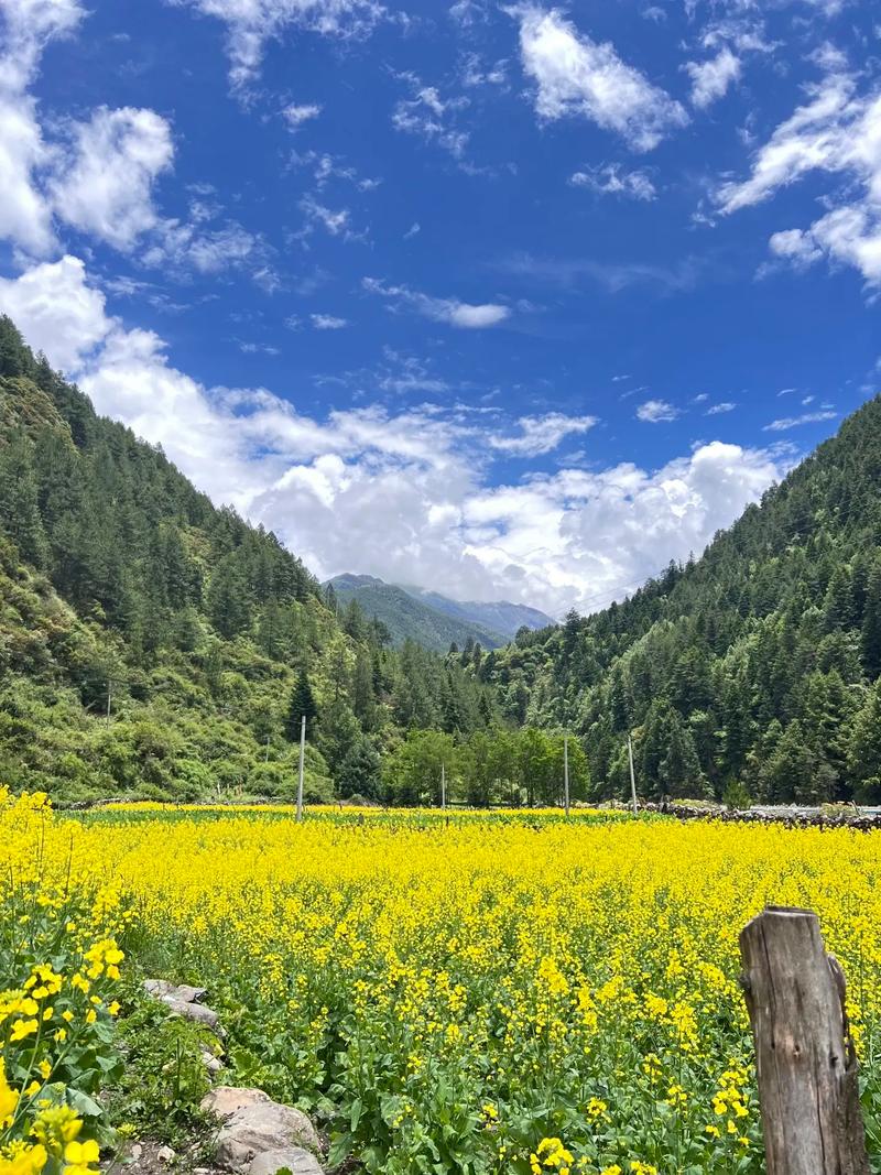 云南七万亩油菜花海盛景绽放  第3张