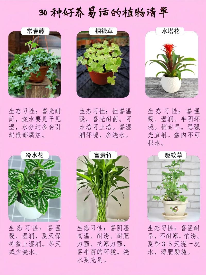 室内绿植花卉种植价位详解  第1张