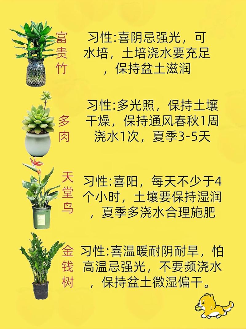 上海绿植花卉养护价位解析  第1张