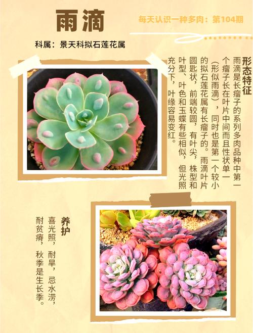 上海绿植花卉养护价位解析  第3张