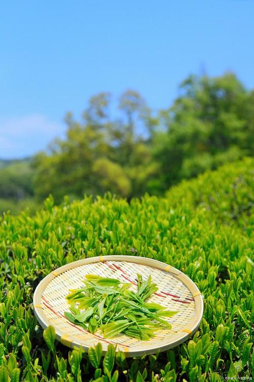 山水丹霞茶韵，品味自然之韵，尽享人生之味  第1张