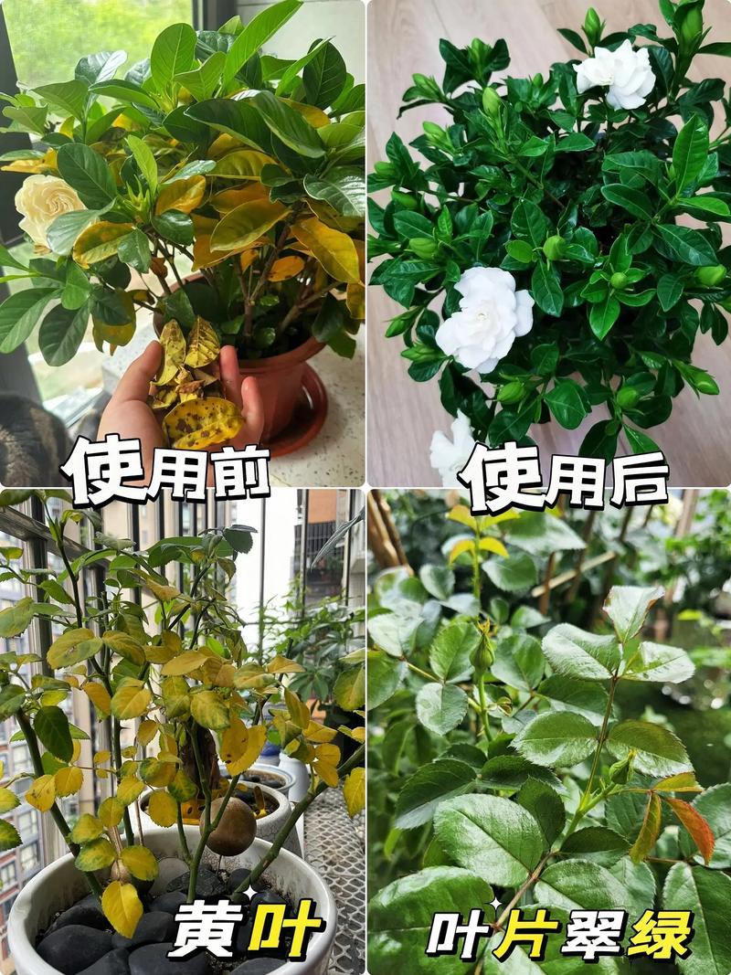 上海家庭花卉肥料生产批发，绿色生态助力花卉茁壮成长  第2张