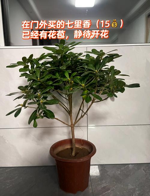 青岛水溶花卉肥料批发市场，绿色植物生长的秘密武器  第1张