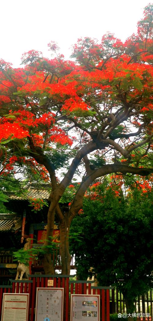 深圳花卉路，绿意盎然的都市花园之路  第3张